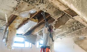 Professional Mold Removal Services in New Llano, LA